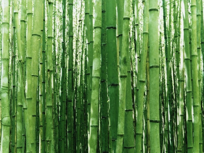 Bosque-de-bambu